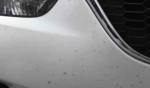 3 Easy Steps on How to Remove Bugs Off Your Car – GloveBox