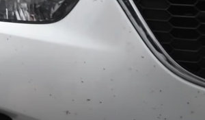 3 Easy Steps on How to Remove Bugs Off Your Car